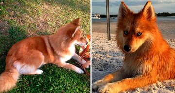 Интернет покорила необычная собака-лиса: фото, которые поднимут настроение
