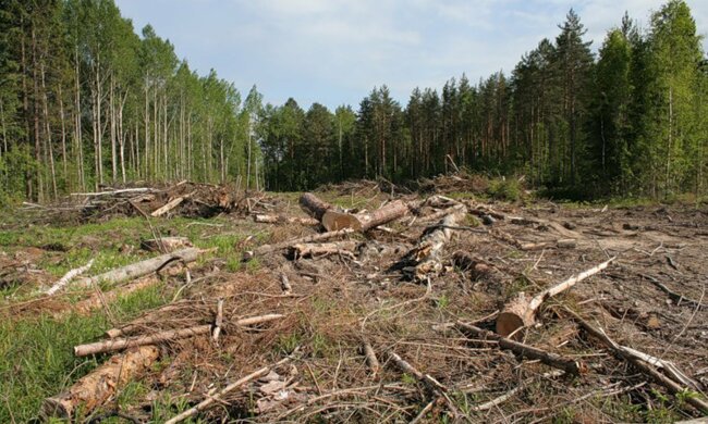 Москаль назвал неправдивой карту вырубки лесов Тараса Кутового