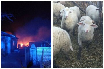 Масштабна пожежа розбушувалася на Одещині, погоріли сотні тварин: "врятувати вдалося всього 13"