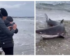 Акула заплыла на пляж в Одессе: невероятное видео