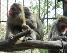 У Харкові на мавп витратять сотні мільйонів: на що підуть гроші платників податків