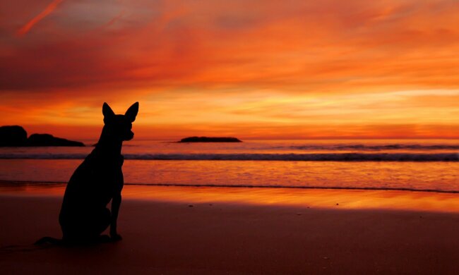 закат пляж море собака