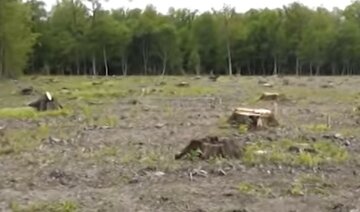 Масову вирубку дерев влаштували в національних парках: Україна втратила 2,1 мільйона