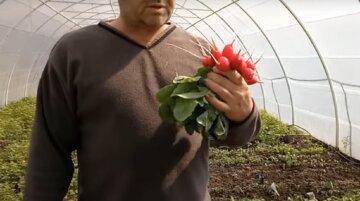 Выращивание редиса в теплице