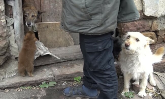 "Врятувати було неможливо": голодні собаки розтерзали пенсіонерку на Тернопільщині, кадри
