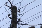 Графіки відключення світла в Запоріжжі на тиждень з 1 по 7 червня