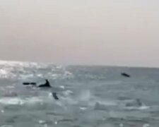 Стая дельфинов устроила шоу на одесском пляже, видео: "Это чудеса"