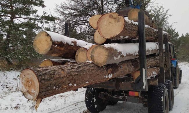 Массовую кражу древесины устроили в лесном хозяйстве, фото: вывозили грузовиками и тракторами