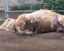 Состояние верблюда в зоопарке встревожило одесситов, видео: что говорит директор зверинца