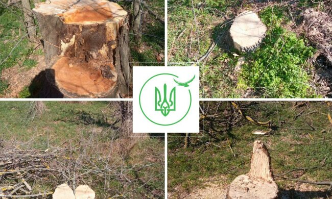 Держекоінспекція виявила на Одещині незаконну вирубку на 600 тисяч гривень: знищили понад 130 дерев