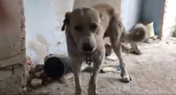 "Голодный и измученный": хозяин решил избавиться от пса нечеловеческим способом под Одессой, видео
