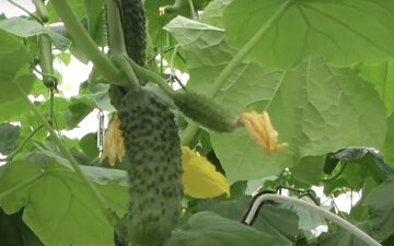 Де посадити огірки, щоб отримати великий урожай: секрет досвідчених городників