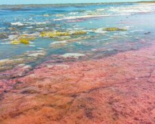 Загрожує здоров'ю людей: в Одесі море вкрилося червоним кольором, екологи забили тривогу