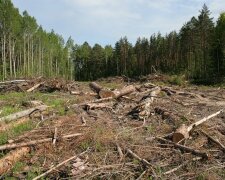 Москаль назвал неправдивой карту вырубки лесов Тараса Кутового
