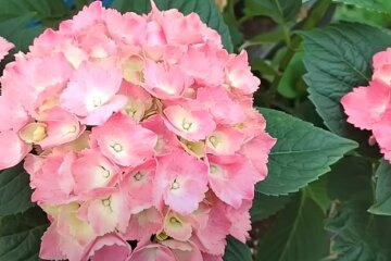 Гортензии будут роскошно цвести все лето: главные секреты выращивания