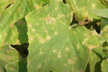 трипси на огірках