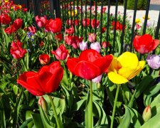 В Украине обнаружили бескрайнее поле редчайших краснокнижных цветов: яркие фото