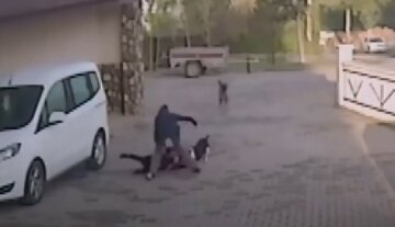Разъяренные бойцовские псы напали на троих детей, фото: в ход пошло оружие, детали
