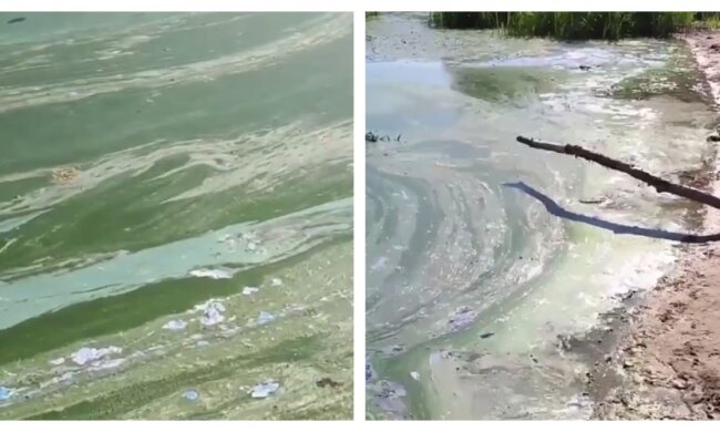в Днепре вода стала зеленой: коллаж видео