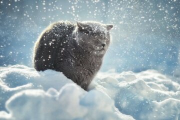 зима снег кот