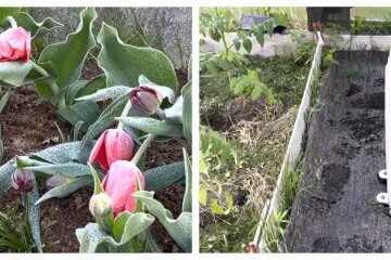 "Минусы" скуют Украину: названа дата, когда ожидаются сильные заморозки