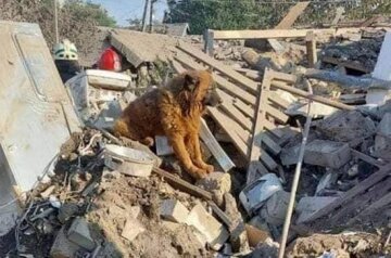 Тварина в стресі: де зараз пес Крим, який оплакував господарів на руїнах будинку, нові фото