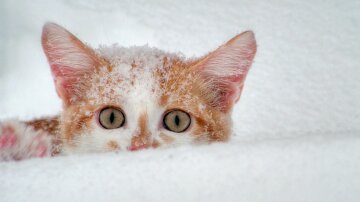 погода в декабре, снег, кот, мороз