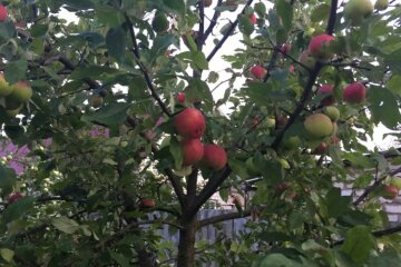 Харьковчане могут остаться без яблок и вишен в этом году: названа причина