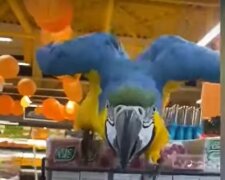 Желто-голубой попугай устроил дебош в харьковском супермаркете: забавное видео