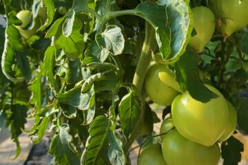 скручується листя помідорів