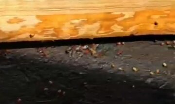"Готуються захопити світ": Харків окупували полчища небезпечних комах, відео
