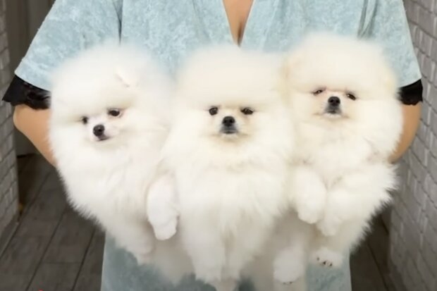 ����: politeka.net