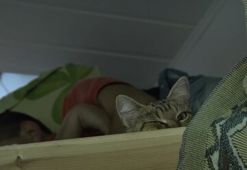 Бесплатное жилье для ВПЛ в Запорожской области