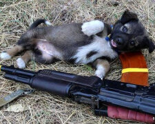 Трогательная дружба украинских военных и собак в АТО (фото)