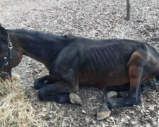 Киевляне забили тревогу из-за "заморенных голодом" лошадей в парке, кадры: "Упал и больше не поднялся"