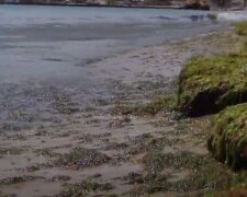 В Одесі море позеленіло і перетворилося на болото: відео того, що відбувається