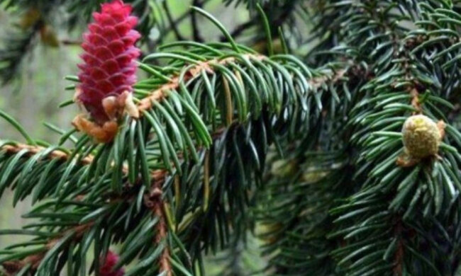 В Карпатах впервые за много лет зацвели ели: фото удивительной красоты