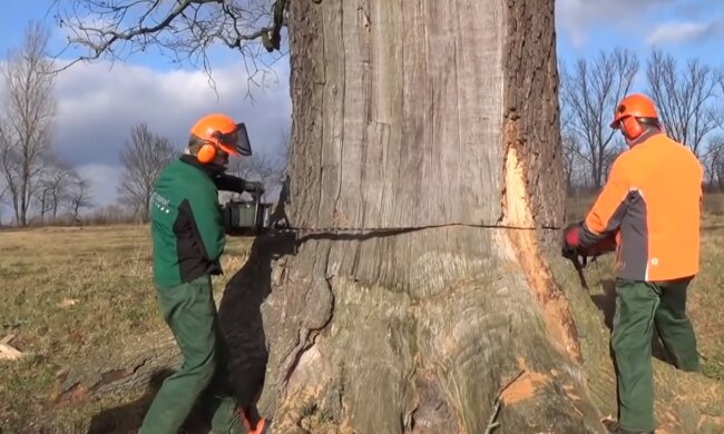 Масову вирубку дерев влаштували на Дніпропетровщині, збиток на сотні тисяч: "втрьох приїхали в ліс і..."