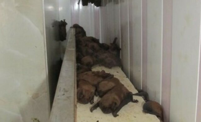Дикі тварини заселилися в харківському ВНЗ, кадри: "після втамування спраги вони..."