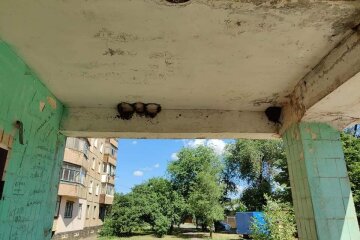 Підлітки влаштували свавілля в Кривому Розі, кадри: "Спалили, а гнізда пташенят..."