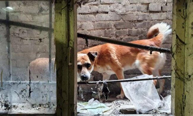 Біда трапилася з чотирма цуценятами в Дніпрі: рятувальники кинулися на допомогу, відео