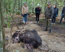 В Ровенской области спасали краснокнижного лося