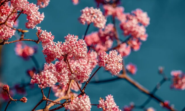 цветы, лето, весна, погода