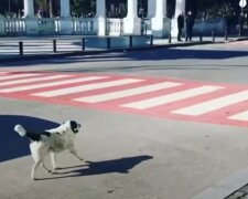 Бездомний пес став зіркою інтернету, відео: кожен день переводить дітей через дорогу