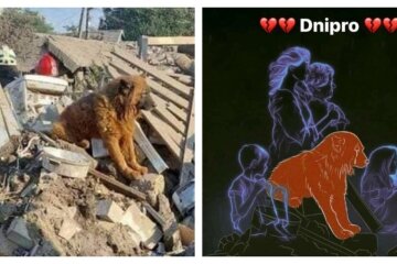 "Теперь он вместе с теми, кого любил": умер пес Крым, попавший под ракетный удар в Днепре, горожане просят создать мурал