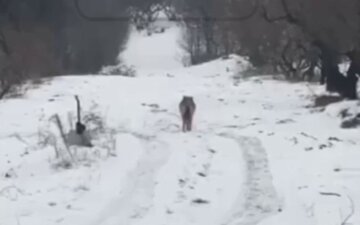 Опасный хищник гуляет по Киеву, видео: "Воздержитесь от прогулок"