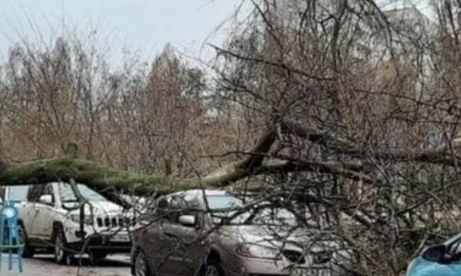 НП у Харкові: дерево звалилося прямо на проїжджу частину, рух заблоковано, фото