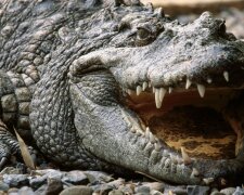 sonnik-krokodil