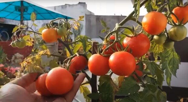 Городники розповіли, як правильно поливати помідори на городі. Читайте ...