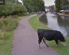 Google Street View защитил приватность коровы (фото)